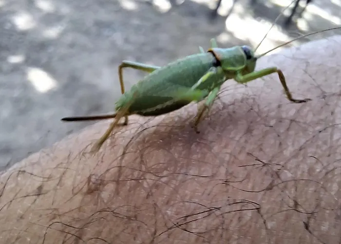 Apartment Paradise Dolceacqua